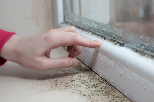 Environmental Consulting for Mold Prevention in Gilbert, AZ