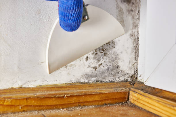 Best Mold Documentation for Insurance Claims  in Gilbert, AZ