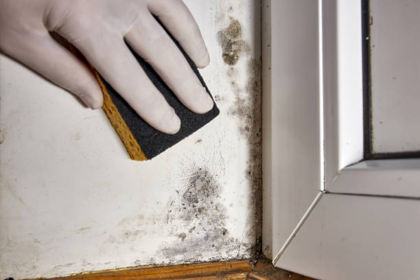 Best Airborne Mold Testing  in Gilbert, AZ